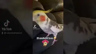El Mariachi Loco 🐥🎶