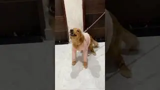 &ldquo;Saw this excited Golden Retriever for the first time 😱 | Home Grooming Vlog&rdquo; || #shorts #pets #dog