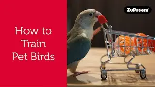 How to Train Pet Birds | Tips for Bird Owners