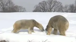 Detroit Zoo preparing animals for extreme cold