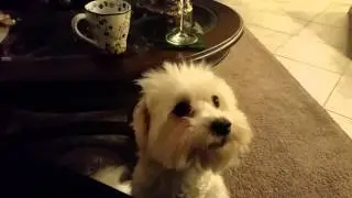 Dolce, The Maltese barks for Carrots