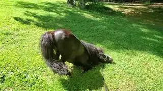 Mini Horse Stallion Rolling & Bucking