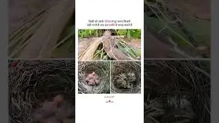 j&aring;y..,.🤍👑 || Emotional || bird baby emotional video 🥺 #bird #emotional #viral