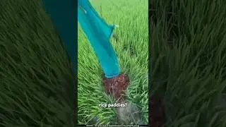 How Thai Farmers Use Prawns to Grow Tons of Rice! 🦐🌾
