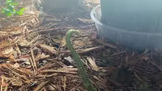 Mangshan Viper (Protobothrops mangshanensis) caudal luring