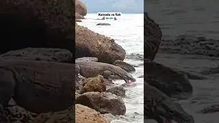 Komodo dragon pounces on a fish stranded on a rock #komodoisland #viralshorts #wildlife