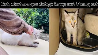 Cat Enters My Car: The Funniest Moments of White Cat