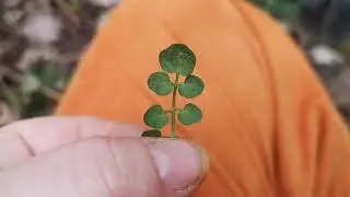 Identifying edible plants :Cardamine hirsuta - hairy bittercress.