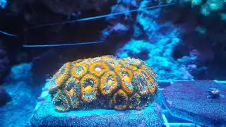 OG micromussa. Time lapse waking up from lights out.
