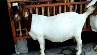 Characteristics of pregnant Boer Goats | Cabras Boer Goat Farming
