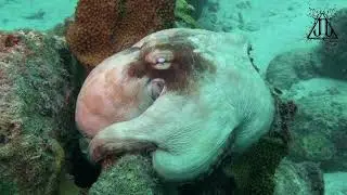 Octopus Odyssey: Unveiling the Life of a Master Aquatic Enigma