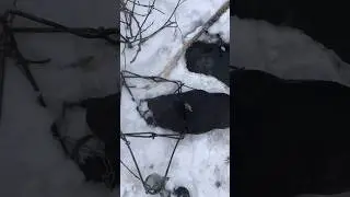Охота на бобра