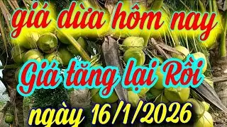 giá dừa hôm nay ngày 16/1/2026
