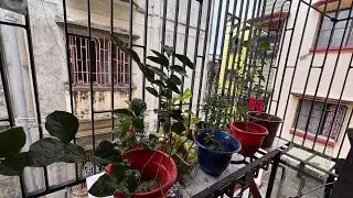 Moner moton kore aj gach kinlam 🪴🌳#bengali_vlog #plants #planting 