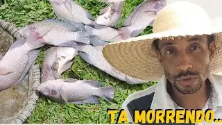 Decidi vender todas as TILAPIAS do meu Lago... #rural @TILAPIAMinhaVida  #sitio
