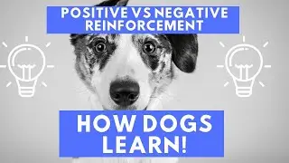 Positive vs Negative Reinforcement ( How Dogs Learn!)