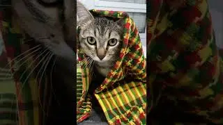 pisika kurda💛💚❤️