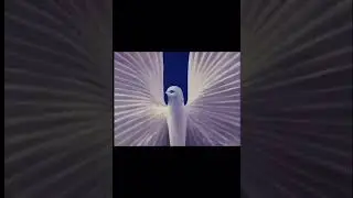 fever bird