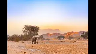 Conserving Namibia&rsquo;s Endangered Desert Elephants by Elephant-Human Relations Aid (EHRA)