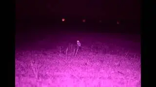 Asio flammeus - Hibou des marais 12/25