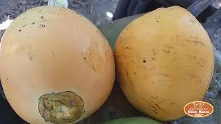 FUI TOMAR AGUA DE COCO AMARELO COM A DONA MARIA ORACIO