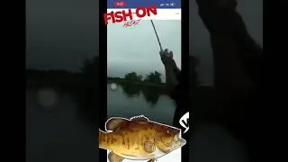 #Dawhispererhimself #gorillafishin #slabriders