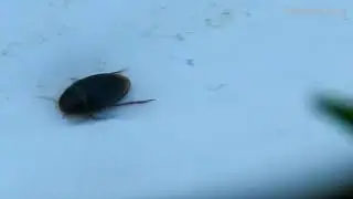 昆蟲 insect -安達曼扁龍蝨 Copelatus oblitus