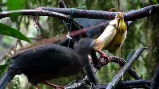 Sickle-winged Guans, Angel Paz Reserve, Ecuador