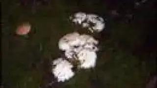 Worlds Former Most Expensive Mushroom - Matsutake (Pine Mushroom)