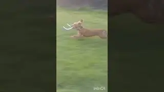 #uniquedogs