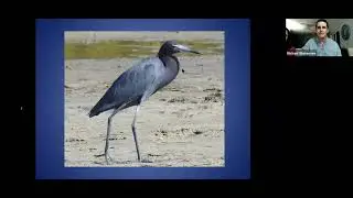 21 0210 VAAS Program - Michael Weisensee - Bird ID Seminar Herons, Egrets and Bitterns