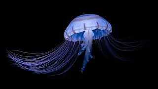 Why Solmissus marshalli Is One of the Most Efficient Deep-Sea Predators