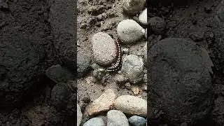 Hungry digging #shorts #centipede