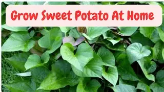 How To Grow Sweet Potato Vine From Cutting / Ghar Par Shaker Gandi Ugane Ka Asaan Tareeka