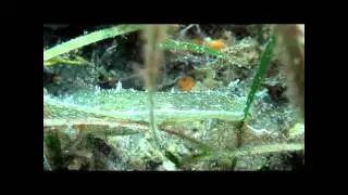 petalifera in passeggiata tra la cimodocea