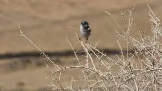 Alcaud&oacute;n real (Lanius meridionalis)
