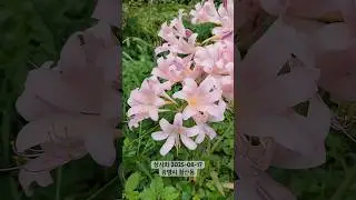 가을 바람에 피어난 상사화 🌸#상사화 #MagicLily #LycorisSquamigera #그리움 #이루어질수없는사랑 #가을꽃 #광명시철산동 #꽃구경