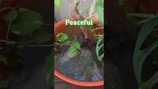 Peaceful Mini Pond with Long Fin Danio Fish