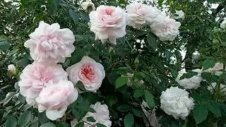 Video review of the rose Sabrina! Second flowering!