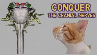NEUROANATOMY made EASY: cranial nerves
