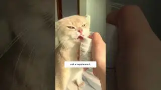 Cat supplement that feels like treats 😋