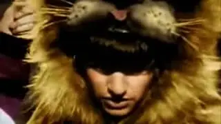 Ringo roars like a lion