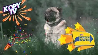Tojo on her own Mood || Pug Dog screaming || Dog Compilation || 🎉WIN THE LOT🎁🎊💐