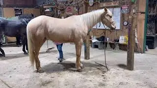 Marley QH gelding 