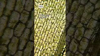 Have You Ever Seen A Leaf Under Microscope?#plants #leaf #plantbiology#botany #shorts #youtjbeshorts
