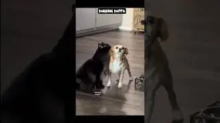 Cataract Kulambu 🤣 #funny #cat #shorts #dog #shorts #animals #dubbingdappa #catvideos #dogshorts