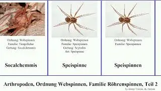 Arthropoden, Ordnung Webspinnen, Familie R&ouml;hrenspinnen, Teil 2 loxosceles niger arthropoda gaucho