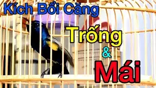 Tiếng Hút Mật Họng Đen Hót Cực Đỉnh, Kích Bổi Hót Đấu Căng | Dùng Bẫy Loa Giúp Bổi Về Nhanh