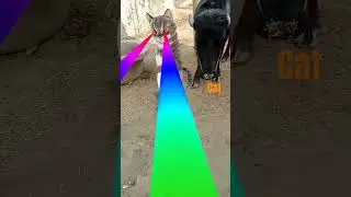 kitty cat 😺 funny #dance #viral #trinding #shorts