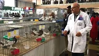 Bangladesh Fast Pigeon Exhibition Show 2020 by NPAB